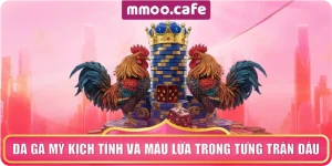 Đá Gà Mỹ Kịch Tính Và Máu Lửa Trong Từng Trận Đấu